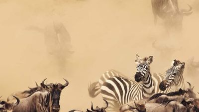 7 Days / 6 Nights Kenya Safari Samburu • Aberdares • Lake Nakuru • Lake Naivasha • Maasai Mara - Image - 14080